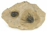 Kettneraspis Trilobite With Long Occipital & Reedops #276399-4